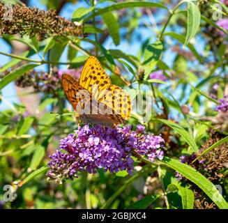 papillon orange sur le papillon en été Banque D'Images