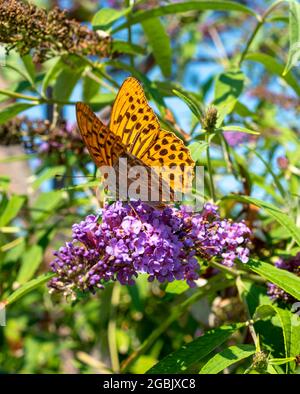 papillon orange sur le papillon en été Banque D'Images