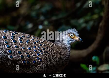 Peacock-Pheasant gris, de beaux oiseaux de Thaïlande Banque D'Images