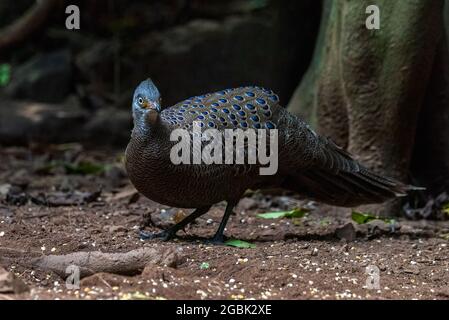 Peacock-Pheasant gris, de beaux oiseaux de Thaïlande Banque D'Images