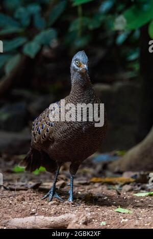 Peacock-Pheasant gris, de beaux oiseaux de Thaïlande Banque D'Images