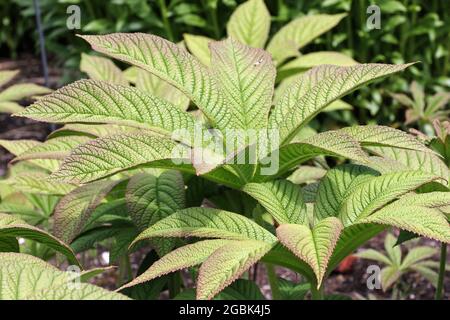 Rodgersia à feuilles de châtaignier, Rodgersia aesculifolia, feuilles de couleur bronze sur les bords et un fond de feuilles. Banque D'Images