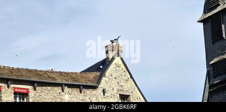 Sculptures de chats sur les vieilles maisons de Honfleur, Normandie, France Banque D'Images