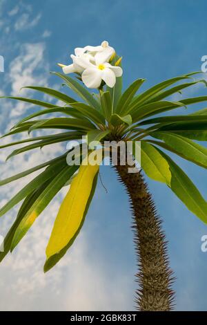 Palmier de Madagascar, fleur de pachypodium Banque D'Images