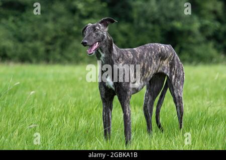 Galgo Español à revêtement brut brindiqué / galgo espagnol barcino / atigrado Spatithound espagnol, chien race des soupirs dans le champ Banque D'Images