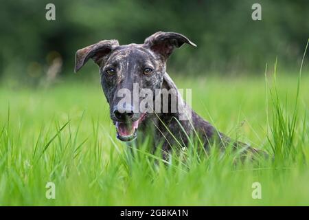 Galgo Español à revêtement brut brindiqué / galgo espagnol barcino / atigrado Spatithound espagnol, chien race des soupirs, gros plan portrait Banque D'Images