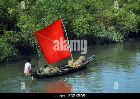 Un villageois conduit son bateau sur un canal à travers les Sundarbans pour vendre des marchandises sur le marché local. Koira, Khulna, Bangladesh. Site classé au patrimoine mondial de l'UNESCO, c'est la plus grande forêt de mangroves littorale du monde qui se trouve sur un delta, à l'embouchure du Gange, s'étendant sur des zones du Bangladesh et du Bengale occidental. 9 octobre 2008. Banque D'Images