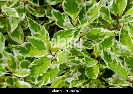 Foyer sélectif de la fausse crème hollycream variégée, feuillage bordé. Arrière-plan de feuilles vertes avec bords blancs Banque D'Images