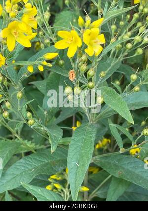 JAUNE LOOSESTRIFE Lysimachia vulgaris photo: Tony Gale Banque D'Images