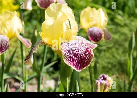 Iris jaune avec tige verte. Belle fleur. Banque D'Images