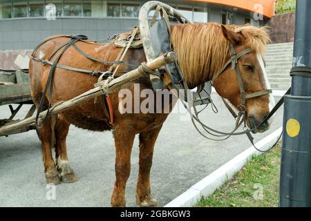 Un cheval brun dans le harnais est attaché à un poteau. Banque D'Images
