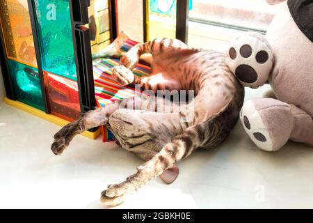 Tabby chaton dort sur son dos sur le rebord de la fenêtre parmi les jouets. Banque D'Images