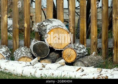 Bois de chauffage de bouleau sur l'herbe. Les coupes d'arbre sont visibles. Banque D'Images