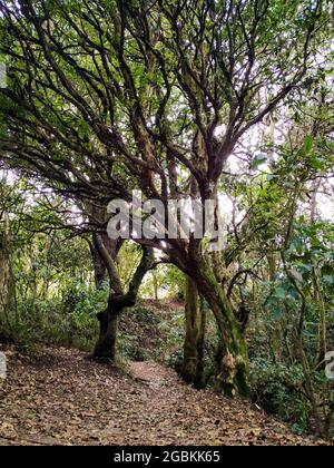Beau chemin entre les arbres, montrant une possibilité de destination devant. Banque D'Images