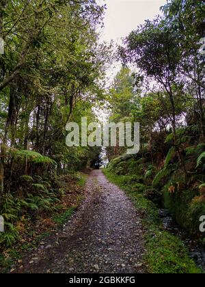 Beau chemin entre les arbres, montrant une possibilité de destination devant. Banque D'Images