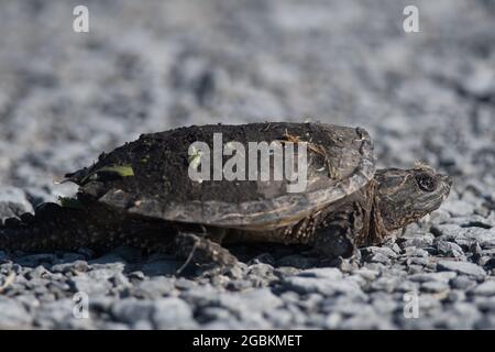 Bébé tortue serpentine Banque D'Images