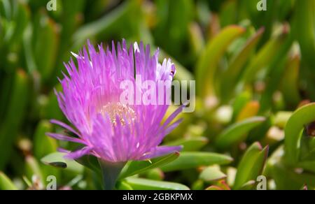 Karkalla ou pigface. Karkalla en fleur. Fleur de pupple en fleur. Carpobrotus rossii Banque D'Images