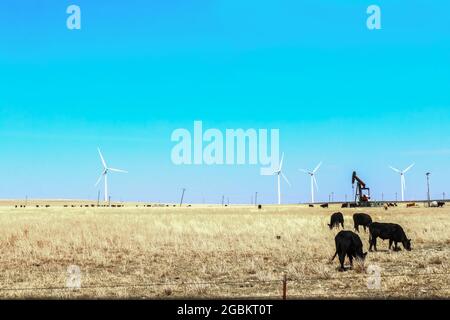 Terrain clôturé sur les plaines avec des vaches noires paître et d'énormes éoliennes et puits de pétrole tous ensemble sous ciel bleu clair Banque D'Images