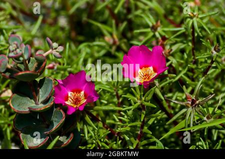 Portulaca grandiflora fleur ou plante pavée avec des fleurs roses, cultivé et fleuri sur le trottoir, Sofia, Bulgarie Banque D'Images