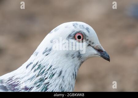 Pigeon blanc gros plan du profil de la tête et de l'œil Banque D'Images