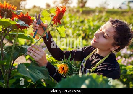 Femme jardinière cueille des tournesols orange dans le jardin d'été à l'aide d'un sécateur. Récolte de fleurs coupées pour bouquets Banque D'Images