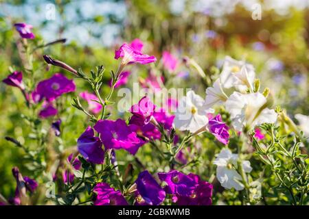 Femme jardinière cueille des tournesols orange dans le jardin d'été à l'aide d'un sécateur. Récolte de fleurs coupées pour bouquets Banque D'Images