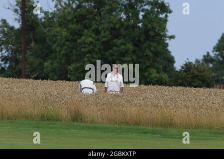 Météo au Royaume-Uni - les joueurs du Crayke Cricket Club recherchent le ballon perdu dans le champ de culture pendant le match de soirée v Sdisay, dans le North Yorkshire, Angleterre, Royaume-Uni Banque D'Images