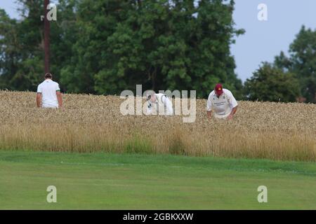 Météo au Royaume-Uni - les joueurs du Crayke Cricket Club recherchent le ballon perdu dans le champ de culture pendant le match de soirée v Sdisay, dans le North Yorkshire, Angleterre, Royaume-Uni Banque D'Images