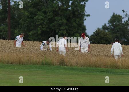 Météo au Royaume-Uni - les joueurs du Crayke Cricket Club recherchent le ballon perdu dans le champ de culture pendant le match de soirée v Sdisay, dans le North Yorkshire, Angleterre, Royaume-Uni Banque D'Images