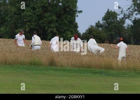 Météo au Royaume-Uni - les joueurs du Crayke Cricket Club recherchent le ballon perdu dans le champ de culture pendant le match de soirée v Sdisay, dans le North Yorkshire, Angleterre, Royaume-Uni Banque D'Images