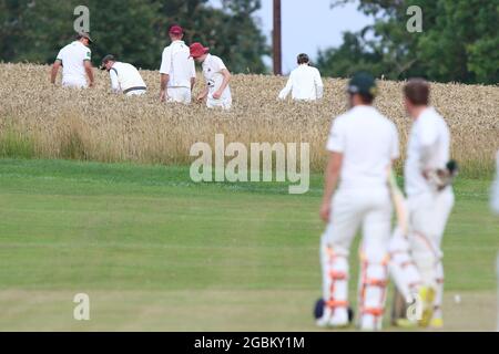 Météo au Royaume-Uni - les joueurs du Crayke Cricket Club recherchent le ballon perdu dans le champ de culture pendant le match de soirée v Sdisay, dans le North Yorkshire, Angleterre, Royaume-Uni Banque D'Images