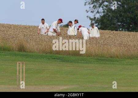 Météo au Royaume-Uni - les joueurs du Crayke Cricket Club recherchent le ballon perdu dans le champ de culture pendant le match de soirée v Sdisay, dans le North Yorkshire, Angleterre, Royaume-Uni Banque D'Images