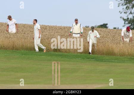 Météo au Royaume-Uni - les joueurs du Crayke Cricket Club recherchent le ballon perdu dans le champ de culture pendant le match de soirée v Sdisay, dans le North Yorkshire, Angleterre, Royaume-Uni Banque D'Images