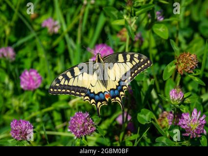 Papillon de machaon de Papilio, également appelé Old World Swallowtail, sur prairie avec trèfle à fleurs Banque D'Images
