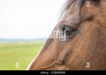 Vue latérale gros plan de la tête et de l'œil de cheval sur un arrière-plan flou Banque D'Images