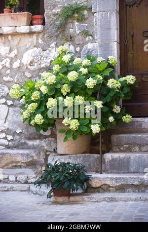 Hydrangea dans un pot en terre cuite en face d'une porte en bois dans un village provençal Banque D'Images