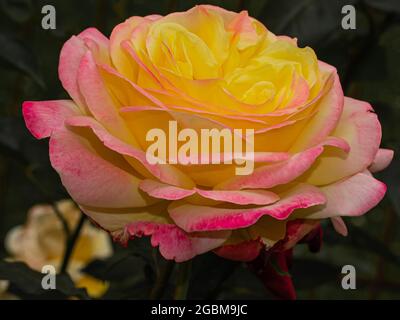 fleur de rose colorée sur fond vert foncé flou Banque D'Images