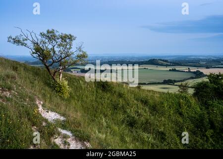 Un petit arbre se balance dans le vent au crépuscule sur la pente raide de White Sheet Hill, sur la scarpe des West Wiltshire Downs, avec la landsca agricole Banque D'Images