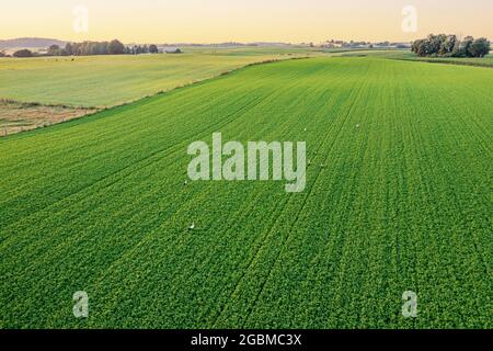 Troupeau de cigognes à la recherche de nourriture sur le champ vert, éclairé par le soleil cadre chaud paysage aérien Banque D'Images