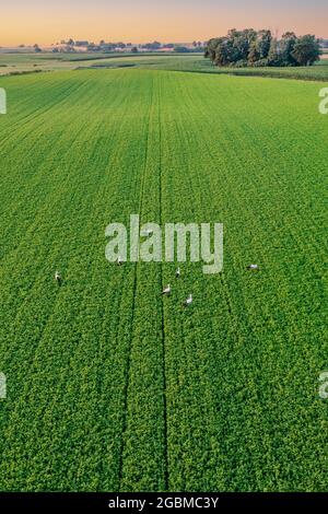 Troupeau de cigognes à la recherche de nourriture sur le champ vert, éclairé par le soleil cadre chaud paysage aérien Banque D'Images