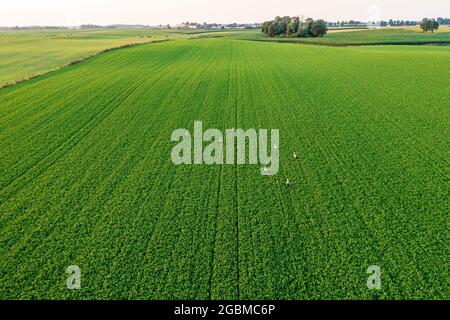 Troupeau de cigognes à la recherche de nourriture sur le champ vert, éclairé par le soleil cadre chaud paysage aérien Banque D'Images