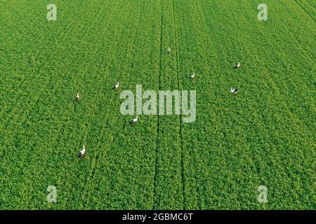 Troupeau de cigognes à la recherche de nourriture sur le champ vert, éclairé par le soleil cadre chaud paysage aérien Banque D'Images