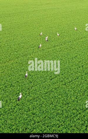 Troupeau de cigognes à la recherche de nourriture sur le champ vert, éclairé par le soleil cadre chaud paysage aérien Banque D'Images