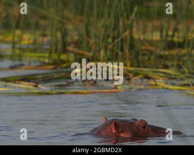 Gros plan tête sur le portrait d'Hippopotamus (Hippopotamus amphibius) tête flottant dans l'eau Focus sur Eye Lake Awassa, Ethiopie. Banque D'Images