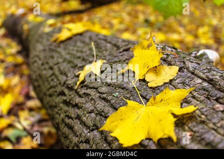 Feuilles jaunes d'érable couchés sur un tronc d'arbre tombé, texture écorce. Paysage d'automne naturel lumineux. Une promenade dans la forêt, bois. Bois d'automne magique Banque D'Images