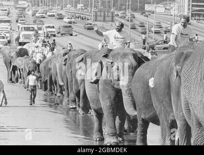 Austin Texas USA, vers 1980: Ringling Bros. Barnum et Bailey Circus parade des éléphants le long de l'Interstate 35 près du centre-ville. Les éléphants se sont débarqués du train du cirque sur des pistes juste au sud du centre-ville et ont marché vers le nord sur la route d'accès inter-état jusqu'au centre Erwin où le cirque a eu une série de spectacles de plusieurs jours. ©Bob Daemmrich Banque D'Images