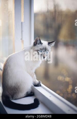 Un chat thaïlandais est assis sur le rebord de la fenêtre. Un chaton de race thaïlandaise. Petit chat avec les yeux bleus regardant par la fenêtre. Banque D'Images