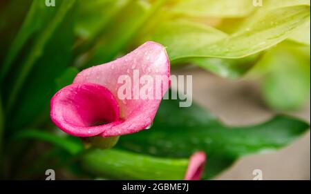 Une belle brousse de Calla Lily rose qui grandit dans le jardin après la pluie. Papier peint naturel. Magnifique arrière-plan. Mise au point sélective Banque D'Images