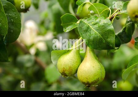 De belles poires vertes mûres poussent dans le jardin. Fruits sur l'arbre après la pluie. Des fruits sains et naturels. Mise au point sélective. Banque D'Images