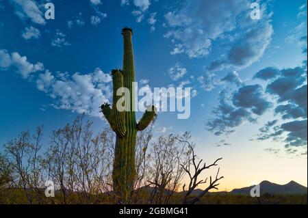 Grand Saguaro à l'heure bleue du soir - prise de vue en petit angle Banque D'Images